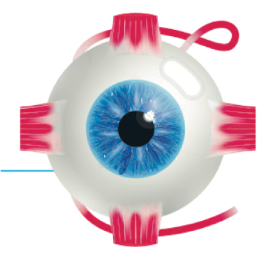 Eye