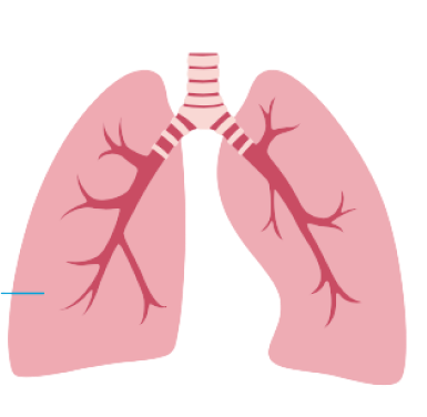 Lungs